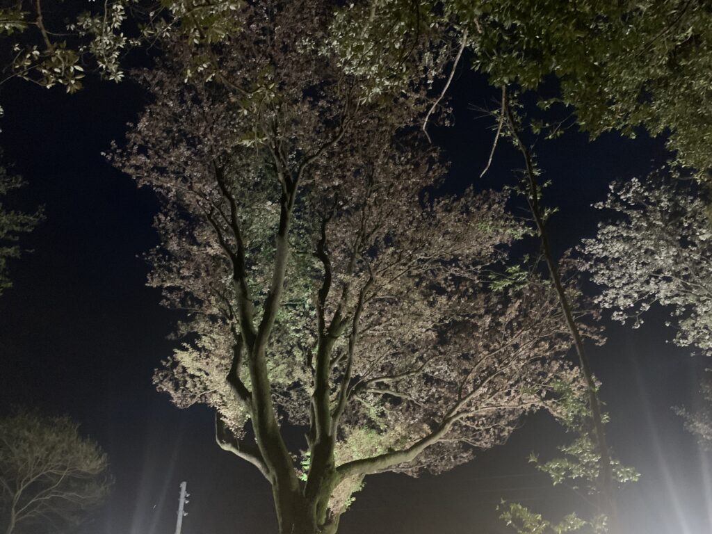 夜桜