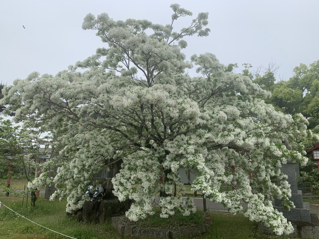 なんじゃもんじゃの木