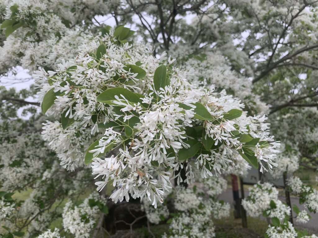 なんじゃもんじゃの花