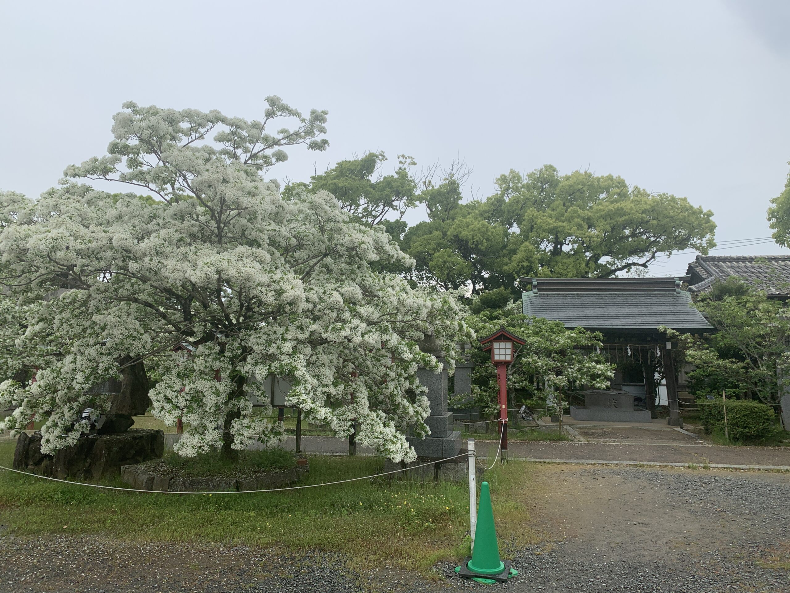 岡湊神社となんじゃもんじゃの木